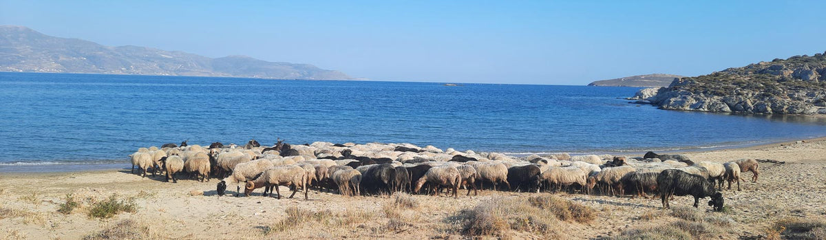 A large mixed flock of white and black goats grazing together on a sandy beach in Greece, with the Aegean Sea and a mountainous island behind them.